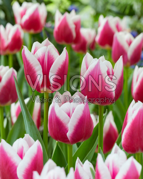 Tulipa Picardy Tulipa Picardy