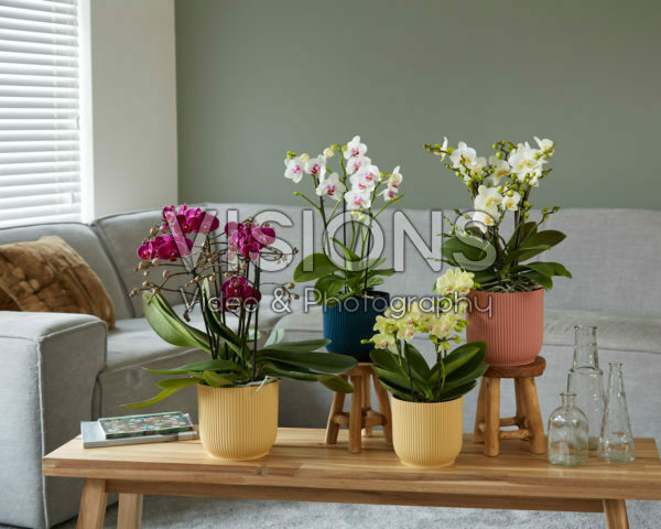Phalaenopsis collection Phalaenopsis collection
