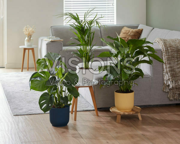 Dypsis lutescens, Monstera deliciosa, Spathiphyllum Sweet Lauretta Dypsis lutescens, Monstera deliciosa, Spathiphyllum Sweet Lauretta
