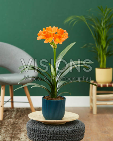 Clivia miniata Clivia miniata