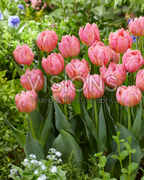 Tulipa Dotcom Tulipa Dotcom