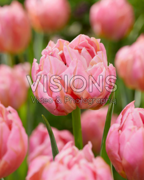 Tulipa Dotcom Tulipa Dotcom