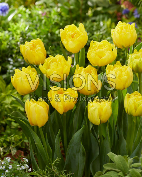 Tulipa Strong Carlo