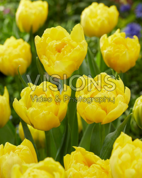 Tulipa Strong Carlo Tulipa Strong Carlo
