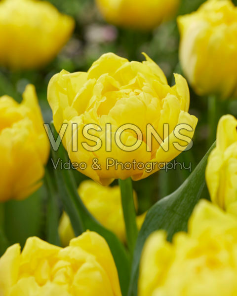 Tulipa Strong Carlo Tulipa Strong Carlo