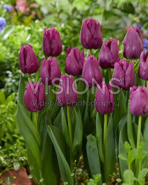 Tulipa Powerpoint