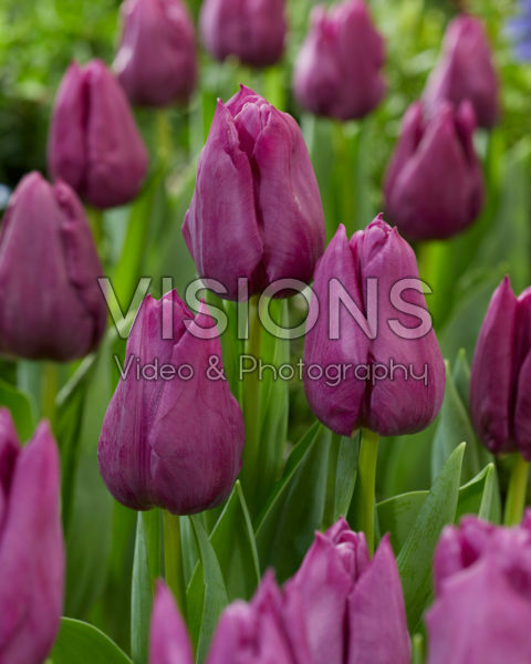 Tulipa Powerpoint