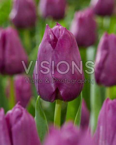 Tulipa Powerpoint