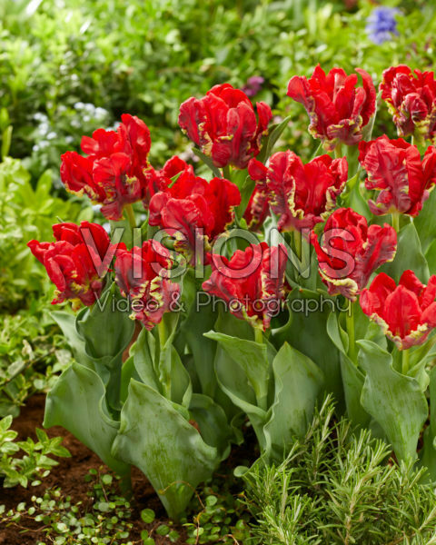 Tulipa Seadov Parrot Tulipa Seadov Parrot