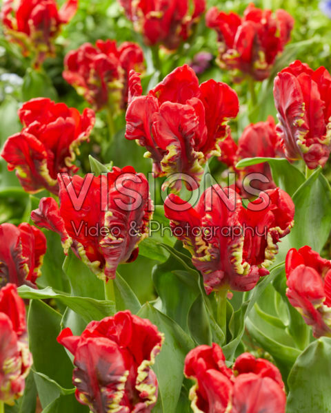 Tulipa Seadov Parrot Tulipa Seadov Parrot