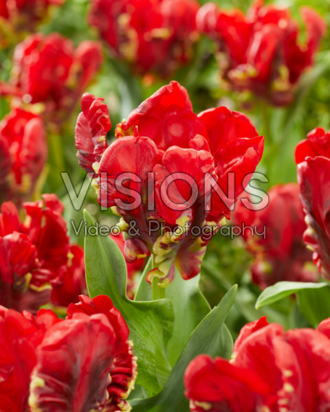 Tulipa Seadov Parrot Tulipa Seadov Parrot