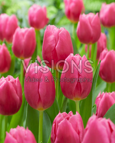 Tulipa Ivanka Tulipa Ivanka