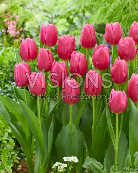 Tulipa Ivanka Tulipa Ivanka