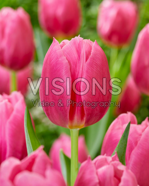 Tulipa Ivanka Tulipa Ivanka