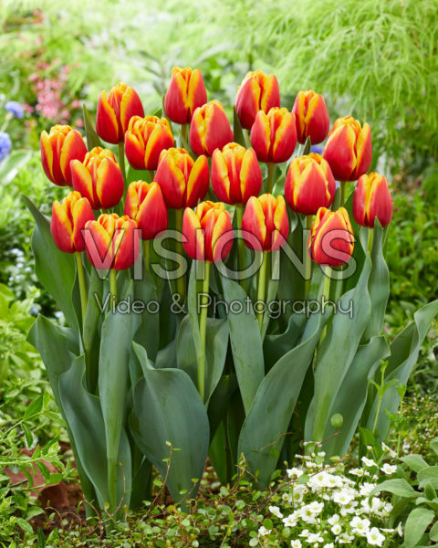 Tulipa Tropicana