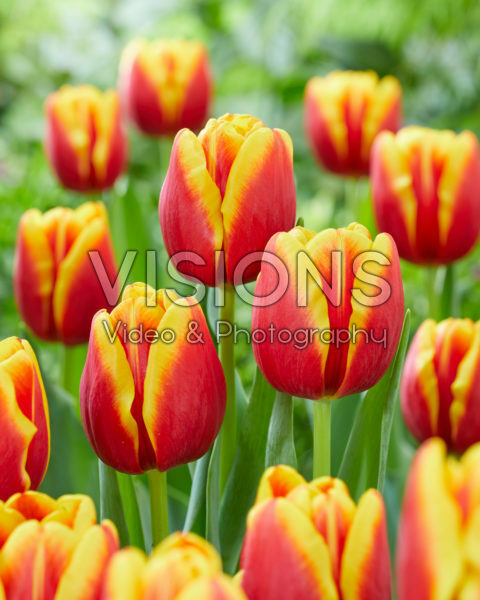 Tulipa Tropicana Tulipa Tropicana
