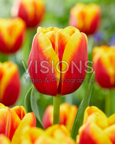 Tulipa Tropicana