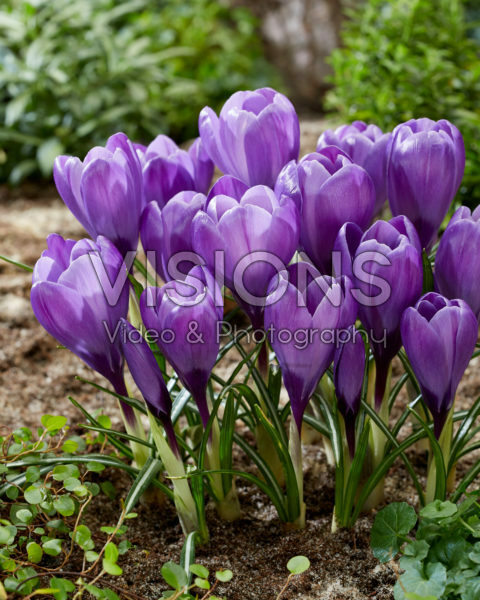 Crocus vernus Remembrance Crocus vernus Remembrance