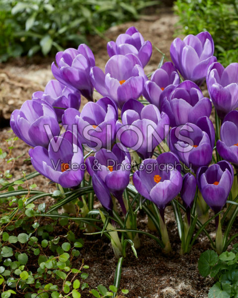 Crocus vernus Remembrance