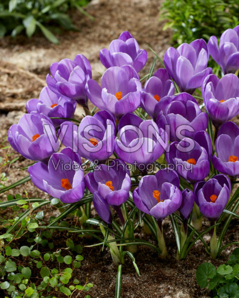 Crocus vernus Remembrance Crocus vernus Remembrance