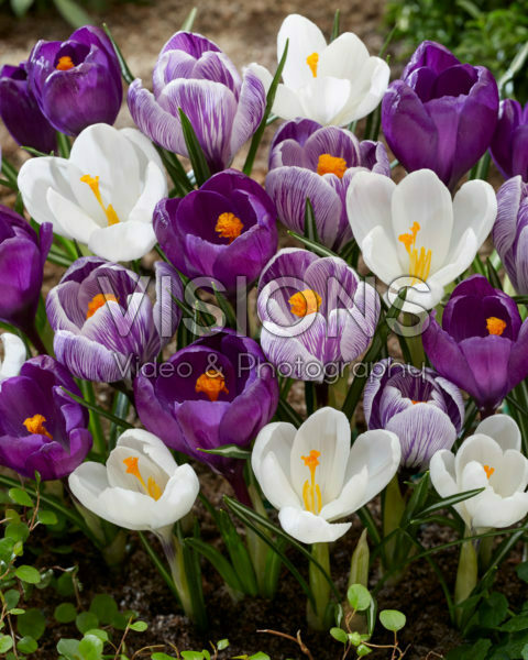 Crocus vernus mix