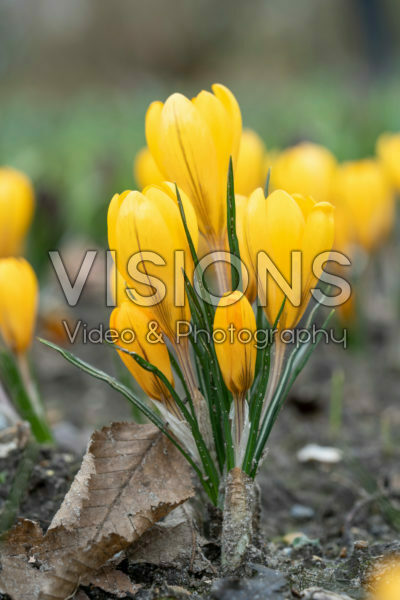 Crocus Golden Yellow Crocus Golden Yellow