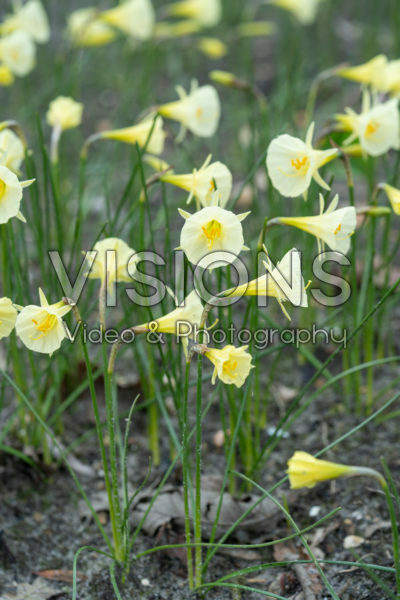 Narcissus Arctic Bells
