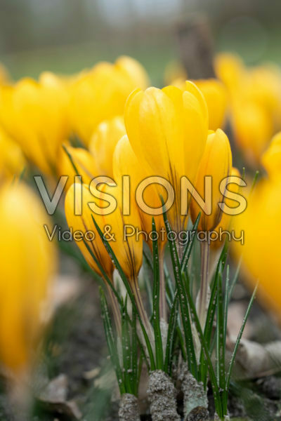 Crocus Golden Yellow Crocus Golden Yellow