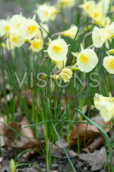 Narcissus Arctic Bells Narcissus Arctic Bells