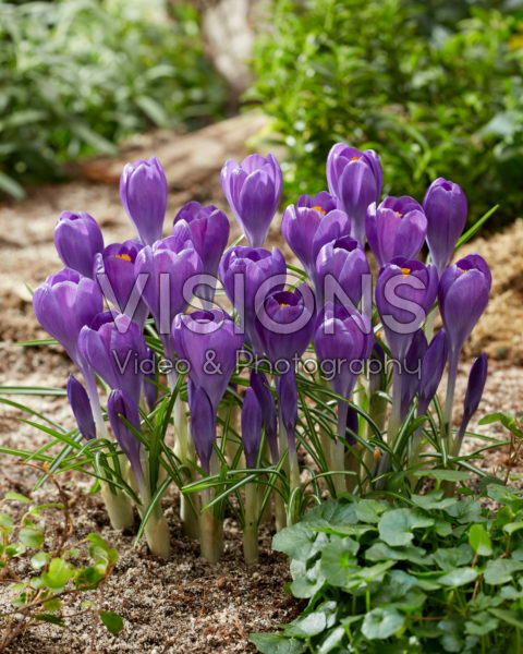 Crocus Blue Ocean Crocus Blue Ocean