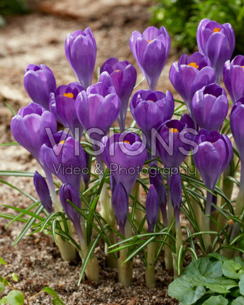 Crocus Blue Ocean Crocus Blue Ocean