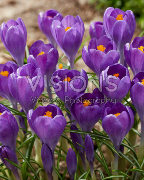 Crocus Blue Ocean