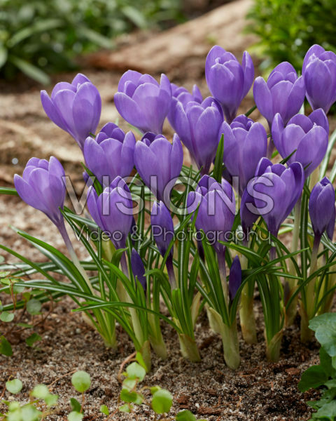 Crocus Aqua Crocus Aqua