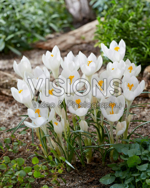 Crocus Ivory Princess