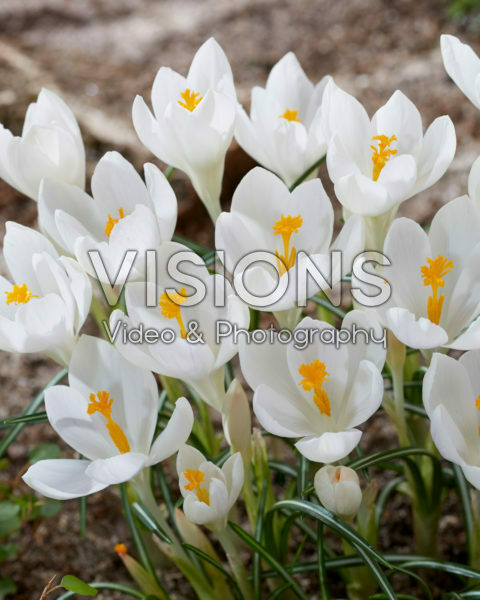 Crocus Ivory Princess