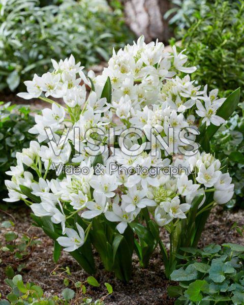 Ornithogalum White Trophy Ornithogalum White Trophy