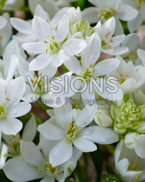 Ornithogalum White Trophy Ornithogalum White Trophy