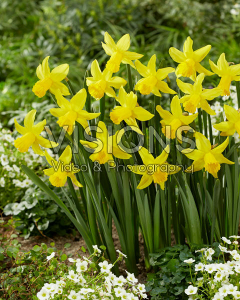 Narcissus February Gold Narcissus February Gold