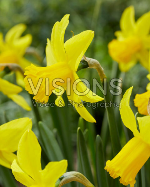 Narcissus February Gold Narcissus February Gold