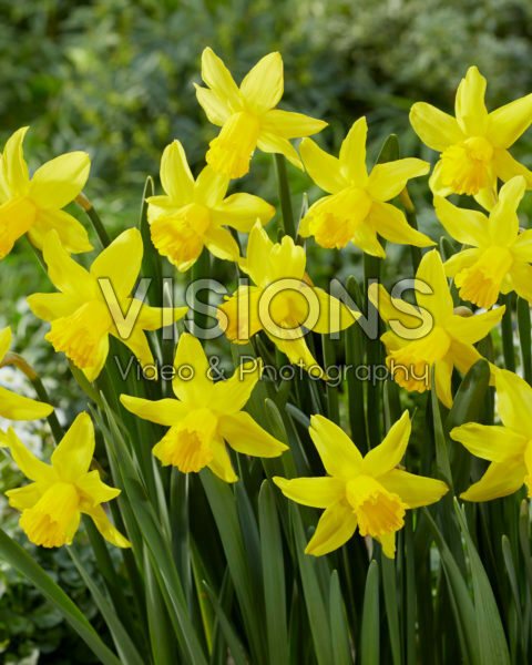 Narcissus February Gold Narcissus February Gold