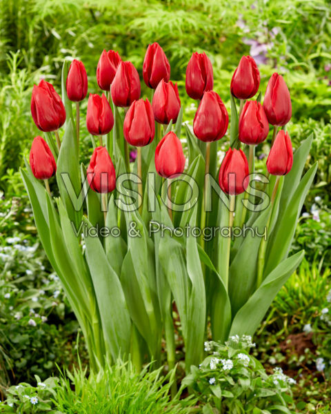 Tulipa Red Model Tulipa Red Model
