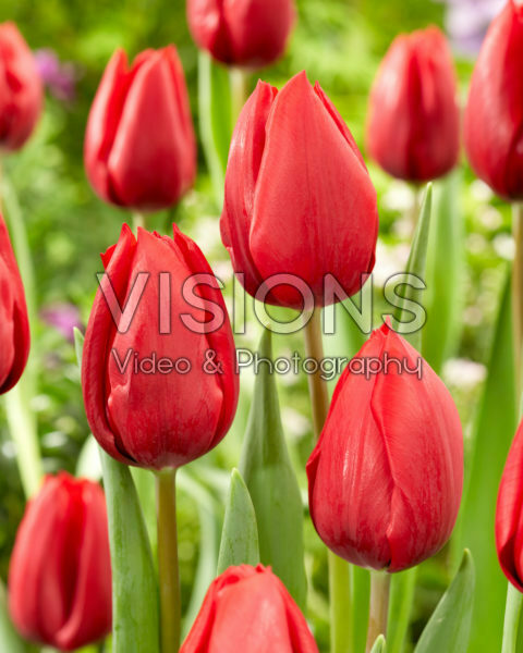 Tulipa Red Model Tulipa Red Model