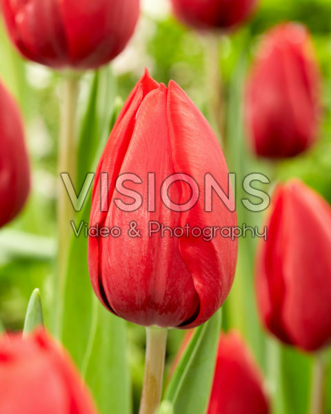 Tulipa Red Model Tulipa Red Model