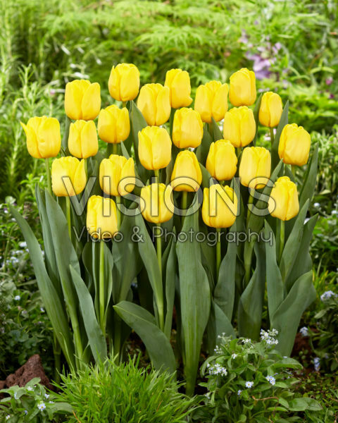 Tulipa Lobke Tulipa Lobke