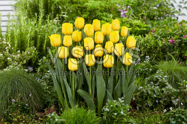 Tulipa Lobke Tulipa Lobke
