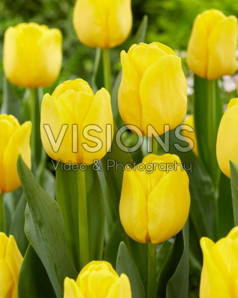 Tulipa Lobke Tulipa Lobke