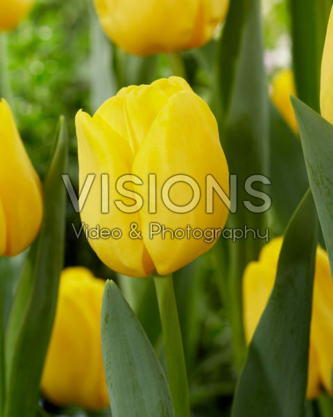Tulipa Lobke Tulipa Lobke
