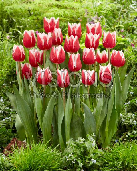 Tulipa Stargazer