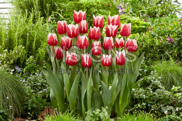 Tulipa Stargazer Tulipa Stargazer