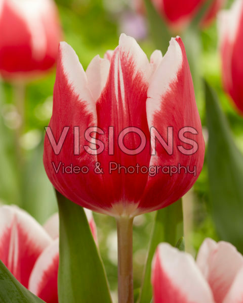 Tulipa Stargazer Tulipa Stargazer